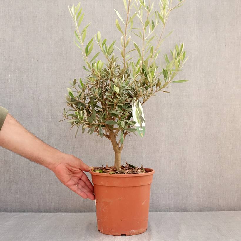 Olivier - Olea europaea Pot de 2L/3L, Buisson, touffe - Image 2