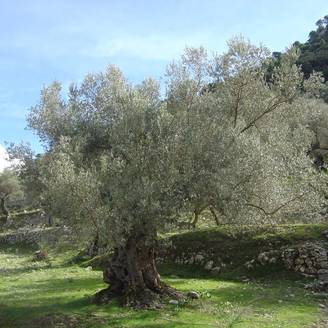 Olivier - Olea europaea Pot de 2L/3L, Buisson, touffe