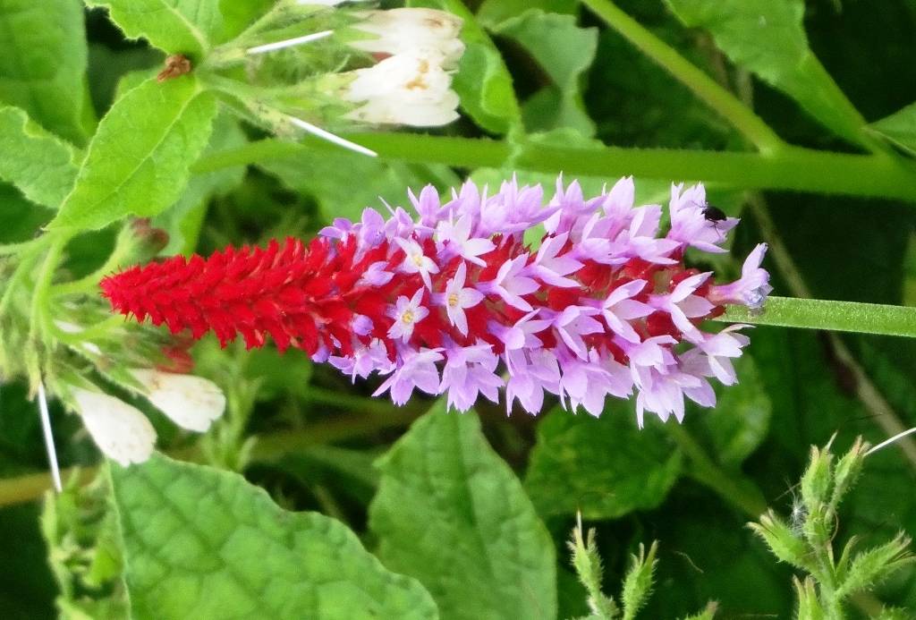 Primevère - Primula vialii Godet de 7/8 cm