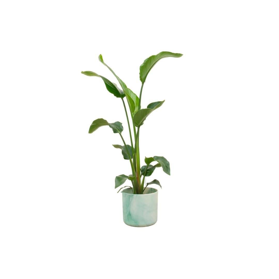 Strelitzia Nicolai 100cm et son pot- La Green Touch Vert Océan - Hauteur 100cm