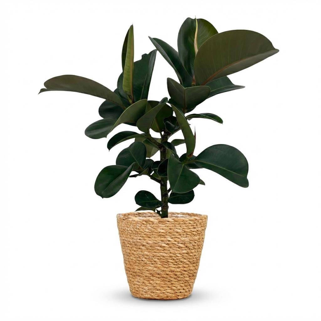 Caoutchouc - Ficus Elastica Cloe - Pot de 19cm - Hauteur 65cm - Panier - Plantes d'intérieur