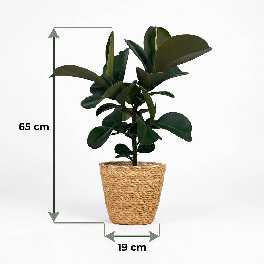 Caoutchouc - Ficus Elastica Cloe - Pot de 19cm - Hauteur 65cm - Panier - Plantes d'intérieur - Image 5
