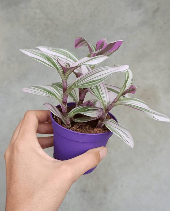 Tradescantia Albiflora Nanouk - Plante misère Medium D. 9cm H. 10cm - Plante d'intérieur - IndoorPoppies