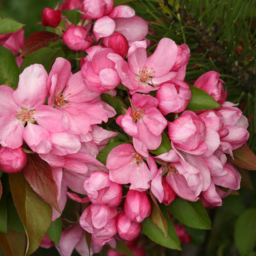 Pommier d'ornement - Malus Ola Pot de 7,5L/10L