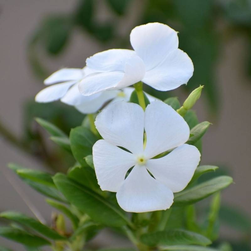 Pervenche blanche à fleurs Blanche/ - feuillage Persistant - Pot de 3L - 20/40 cm - Imagen 2