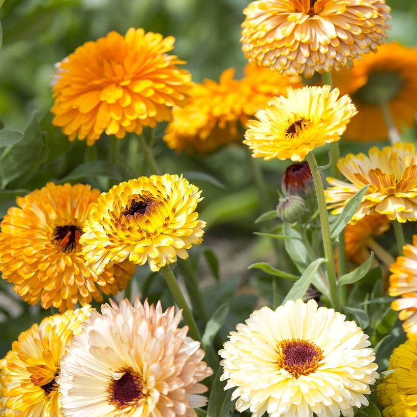 Promesse de Fleurs - Graines de Calendula officinalis Playtime Mix BIO - Souci des jardins le sachet de 100 graines environ (0,8g)