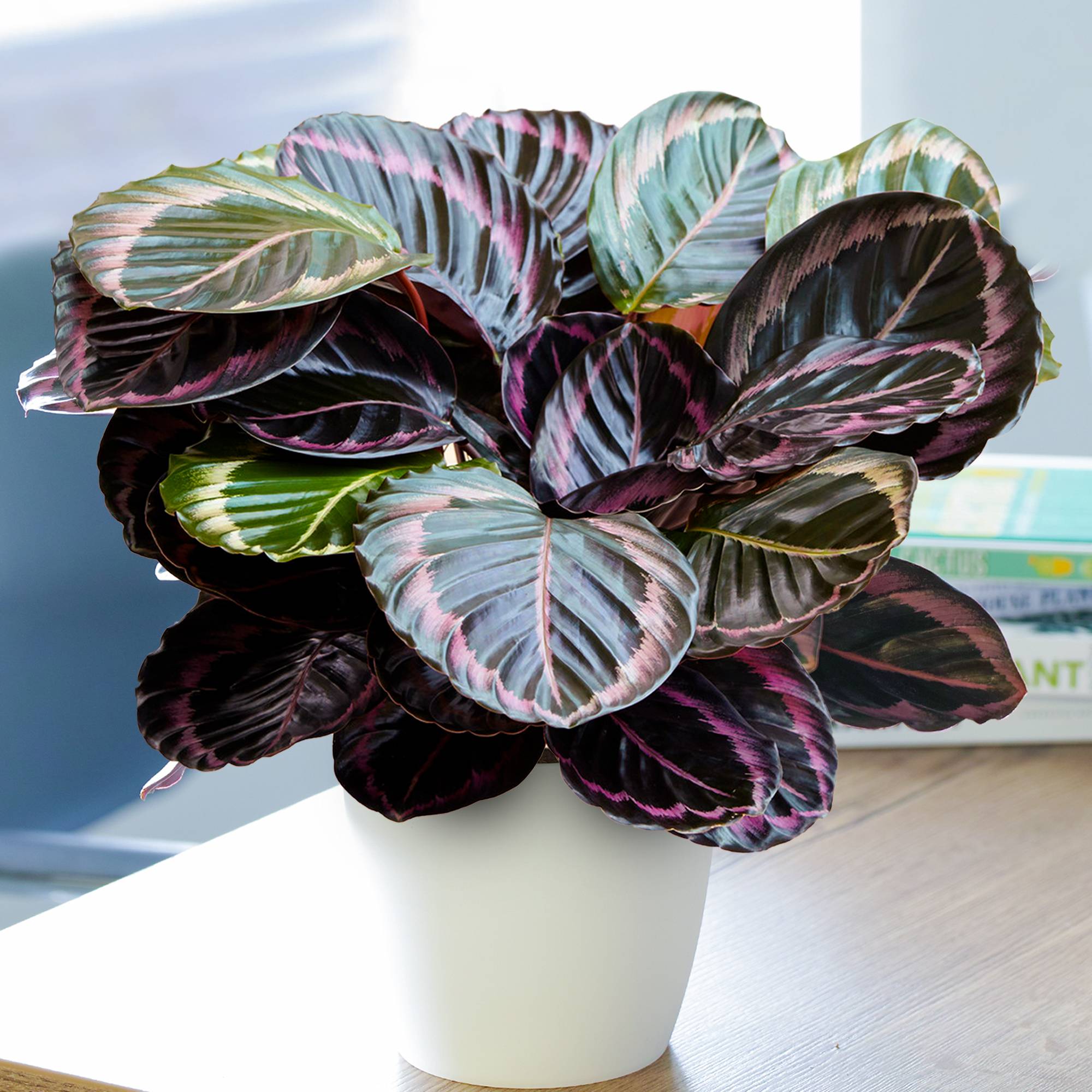 Gardenersdream - 1 X Calathea Surprise Star | Meilleure Plante D'Intérieur (25-35Cm Pot Inclus) - GardenersDream - Imagen 1