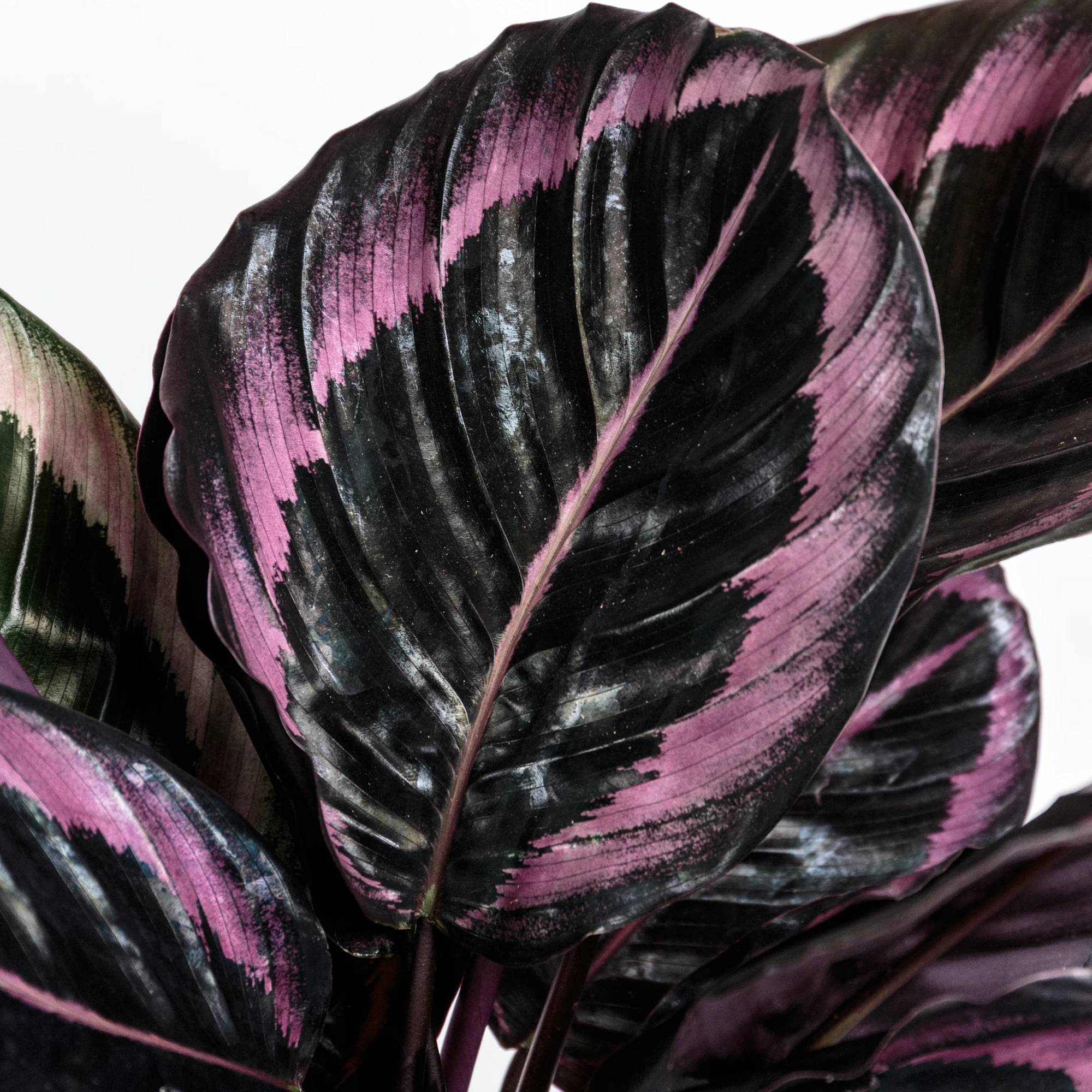 Gardenersdream - 1 X Calathea Surprise Star | Meilleure Plante D'Intérieur (25-35Cm Pot Inclus) - GardenersDream - Imagen 3