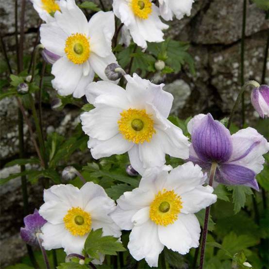 Anemone Ruffled Swan - Anémone japonaise Godet de 8/9 cm