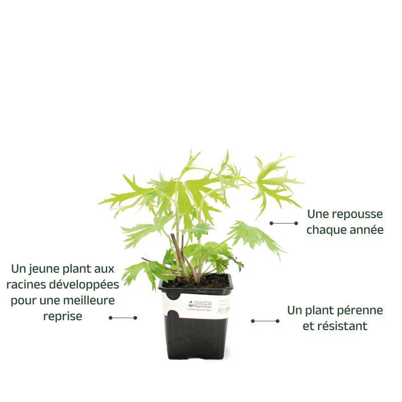 3 Pieds D'Alouette 'Bellamosum' - Lot de 3 vivaces - Pépinières Naudet - Imagen 3