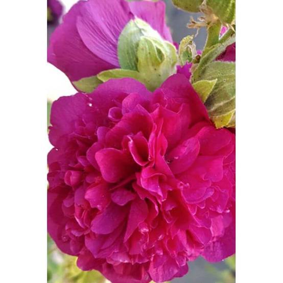 Collection de 10 Roses Trémières - - Pépinières Naudet - Image 5