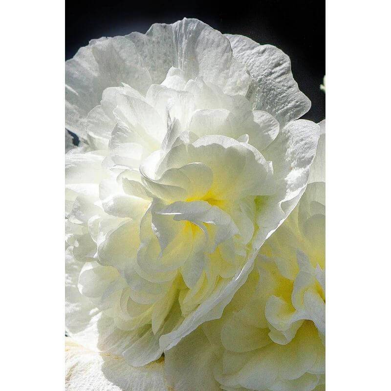 Collection de 10 Roses Trémières -  - Pépinières Naudet - Imagen 6