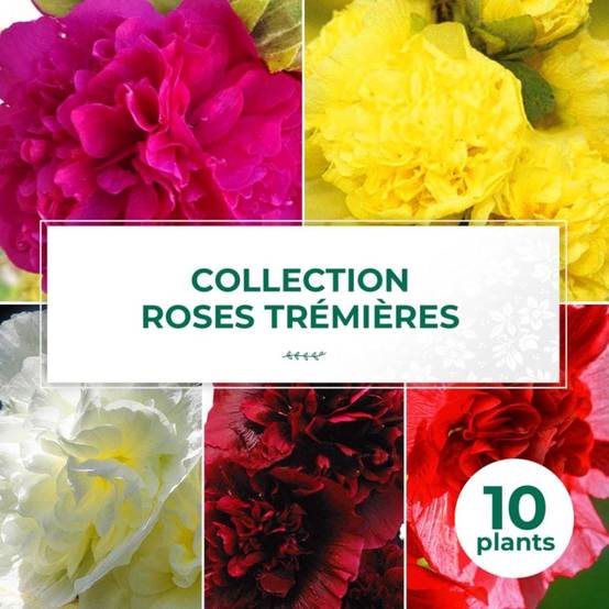 Collection de 10 Roses Trémières - - Pépinières Naudet - Image 1