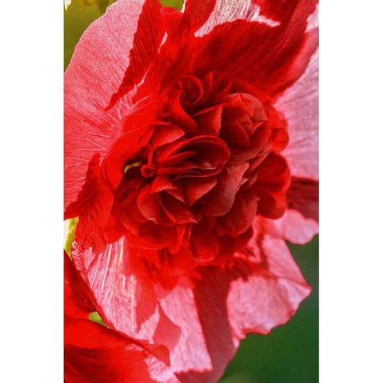 Collection de 10 Roses Trémières - - Pépinières Naudet - Image 4