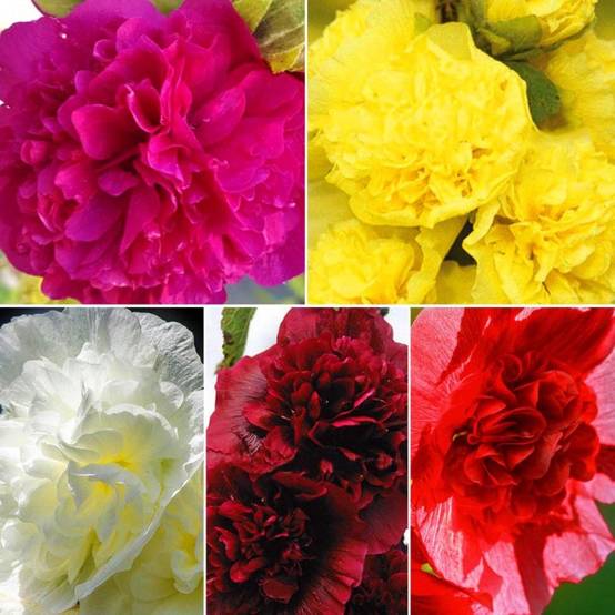Collection de 10 Roses Trémières - - Pépinières Naudet - Image 2