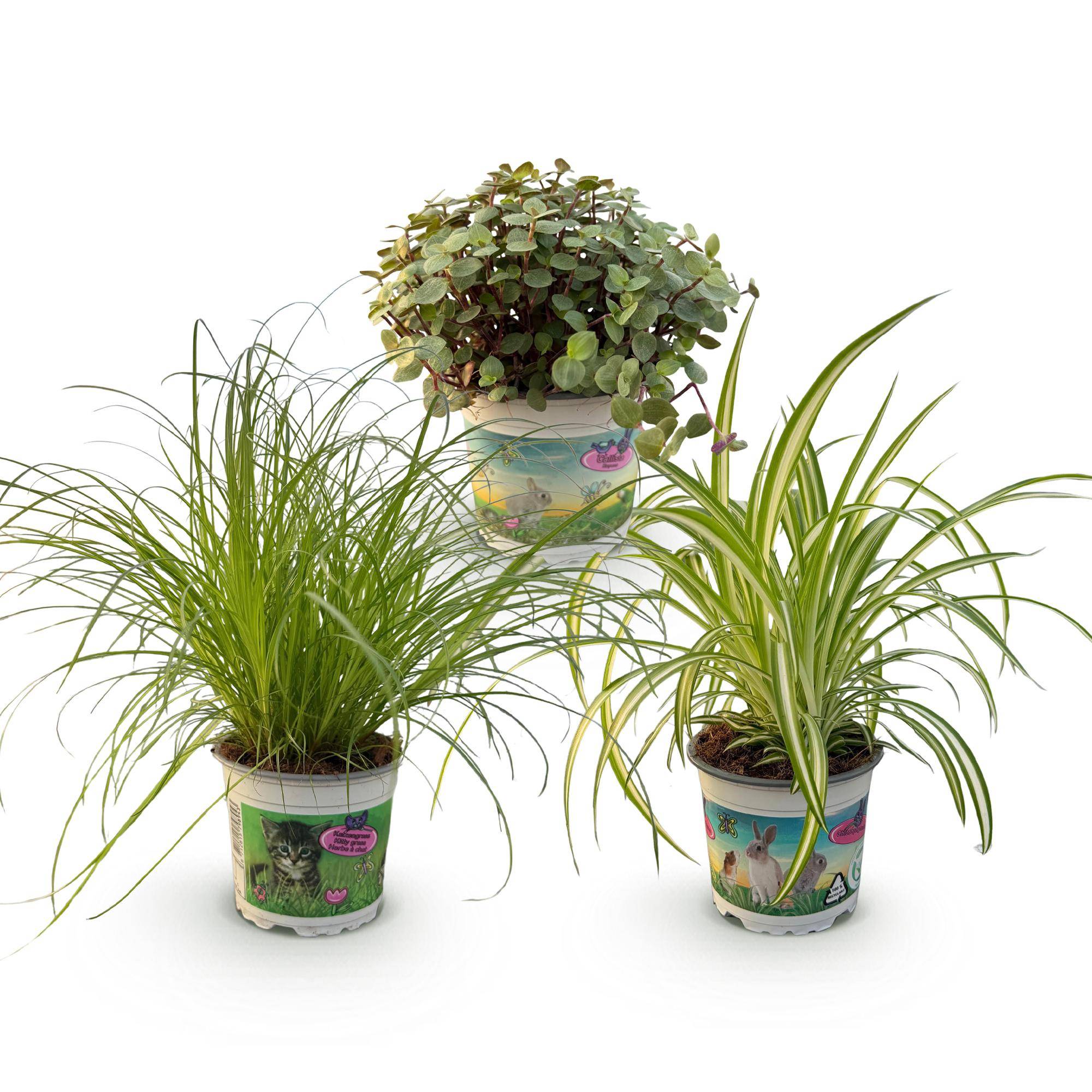 La Green Touch - Pack Cyperus - Image 3
