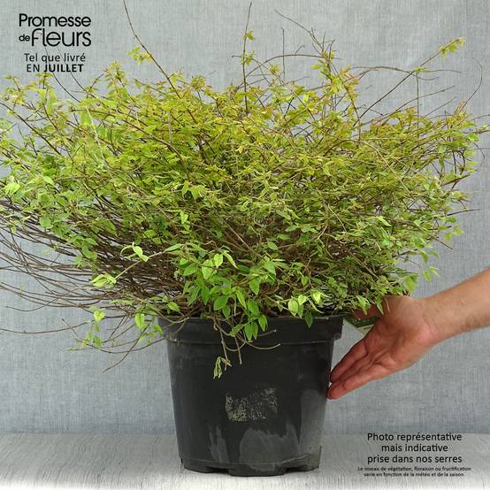 Abelia Pinky Bells Pot de 7,5L/10L - Image 2