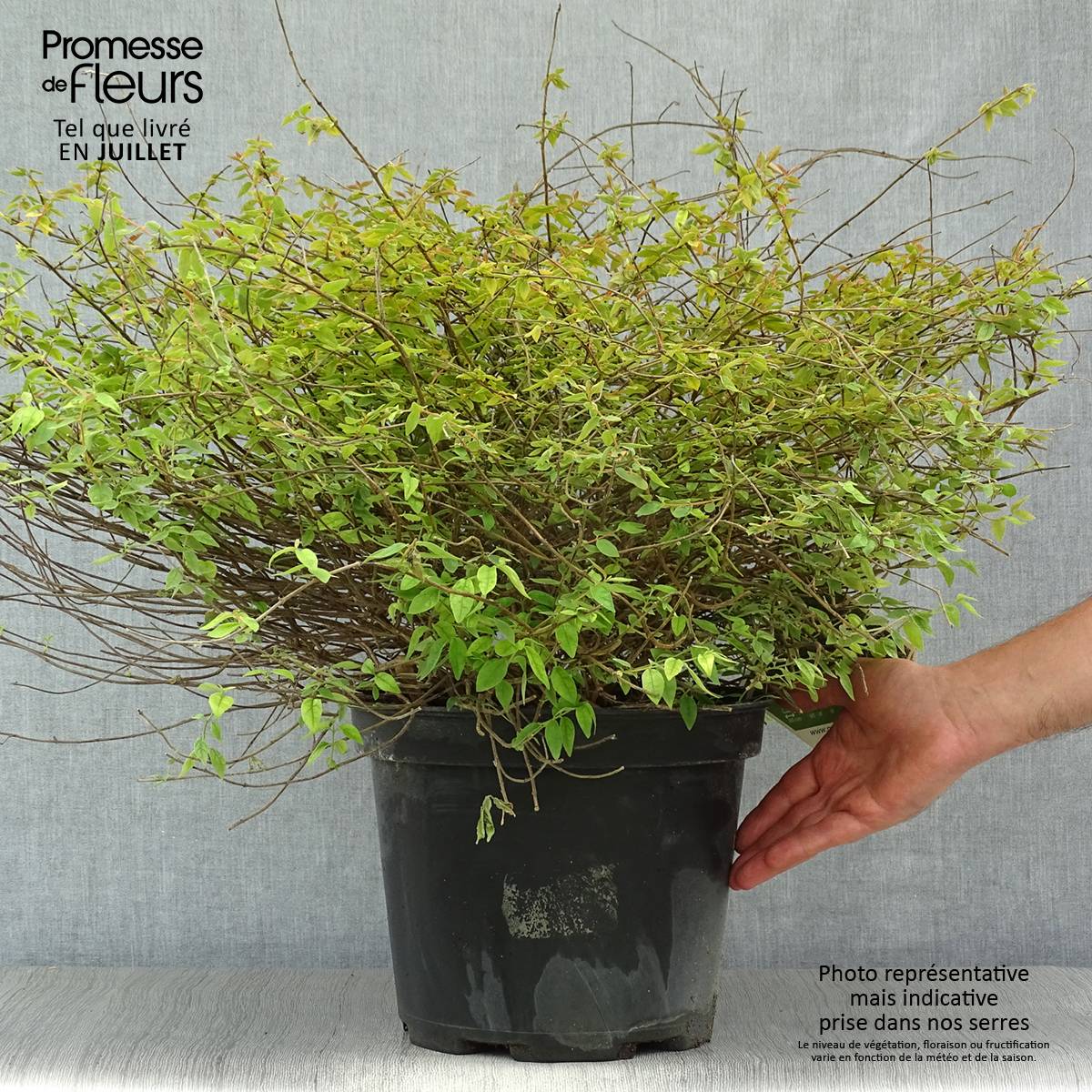 Abelia Pinky Bells Pot de 7,5L/10L - Image 2