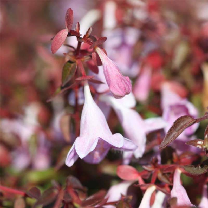 Abelia Pinky Bells Pot de 7,5L/10L - Image 1