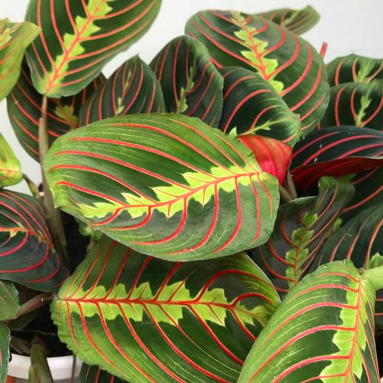 Gardenersdream - Plante Tricolore Fascinator Maranta Pour La Maison Ou Le Bureau (Pot 20-30Cm Inclus) - GardenersDream - Image 3