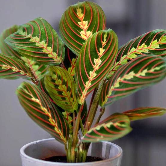 Gardenersdream - Plante Tricolore Fascinator Maranta Pour La Maison Ou Le Bureau (Pot 20-30Cm Inclus) - GardenersDream - Image 2
