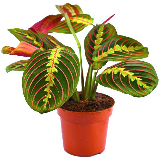 Gardenersdream - Plante Tricolore Fascinator Maranta Pour La Maison Ou Le Bureau (Pot 20-30Cm Inclus) - GardenersDream - Image 1