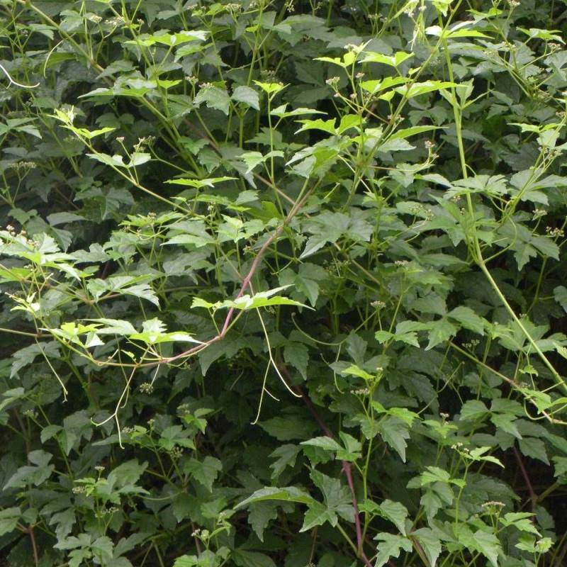 Vigne d'ornement aconitifolia - Pot de 1,5L - Tuteur bambou 30/60 cm