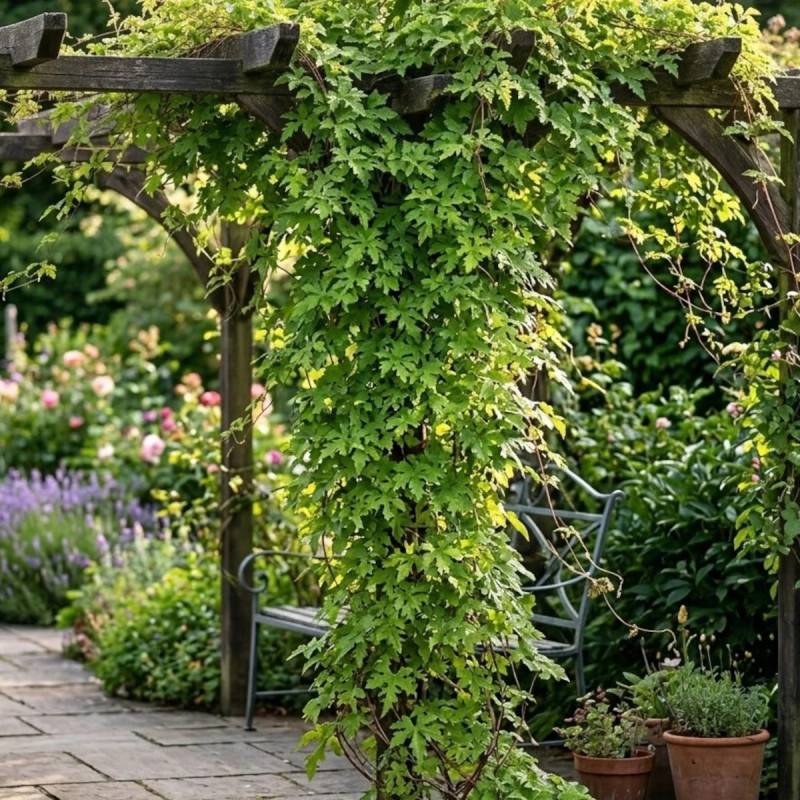 Vigne d'ornement aconitifolia - Pot de 1,5L - Tuteur bambou 30/60 cm - Imagen 2