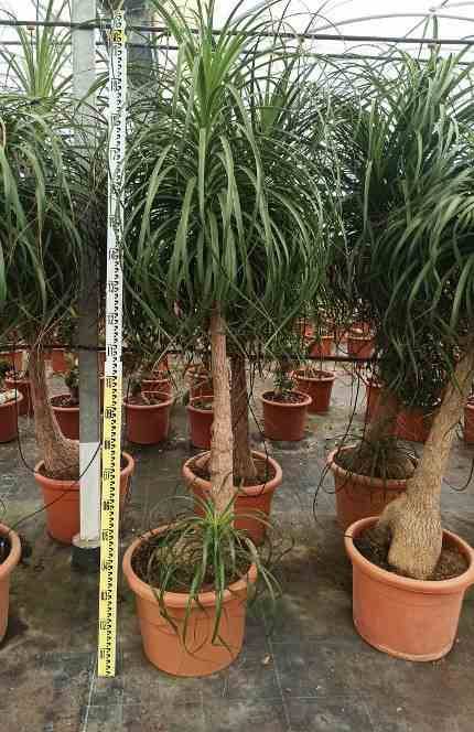 Sans Marque - Beaucarnea recurvata [syn. Nolina r.] SPECIMEN Taille:Pot de 40L - 1 tronc - 150/175cm - Imagen 7