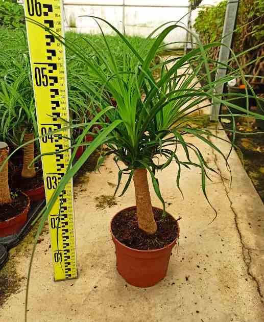 Sans Marque - Beaucarnea recurvata [syn. Nolina r.] SPECIMEN Taille:Pot de 40L - 1 tronc - 150/175cm - Imagen 4