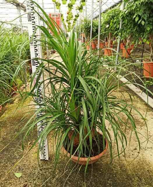 Sans Marque - Beaucarnea recurvata [syn. Nolina r.] SPECIMEN Taille:Pot de 40L - 1 tronc - 150/175cm - Imagen 2