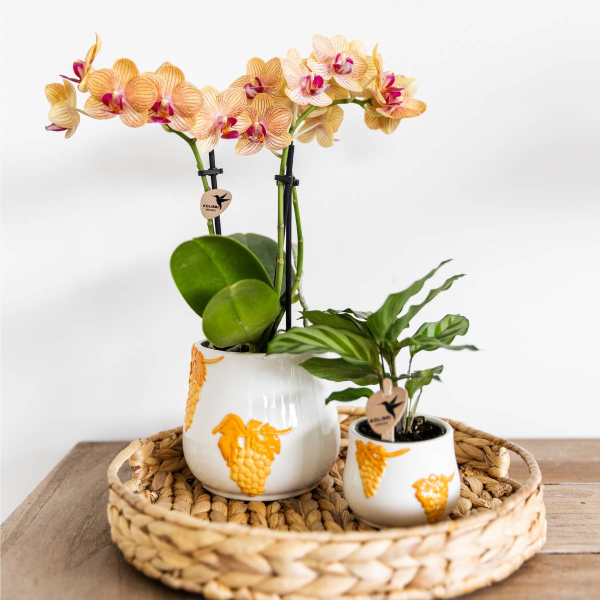 Orchidée Phalaenopsis 'Jamaica' orange - Pot de 9cm - Sans cache-pot - Plantes d'intérieur - Image 6