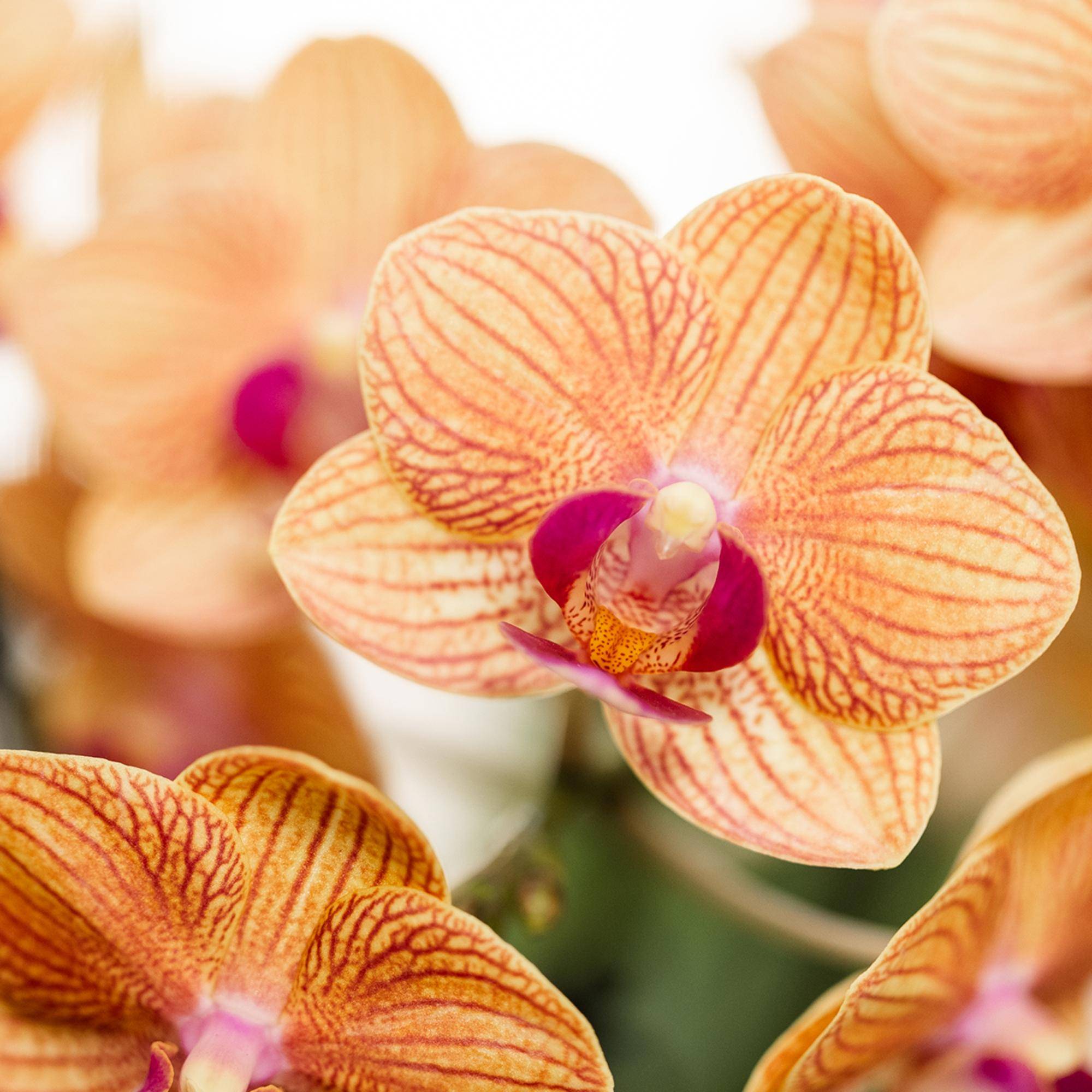 Orchidée Phalaenopsis 'Jamaica' orange - Pot de 9cm - Sans cache-pot - Plantes d'intérieur - Image 2