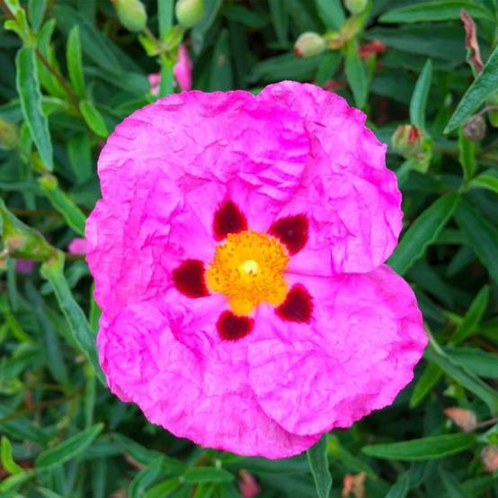 Ciste pourpre (Cistus purpureus) - Godet - Taille 20/40cm - Pépinières Naudet - Image 1
