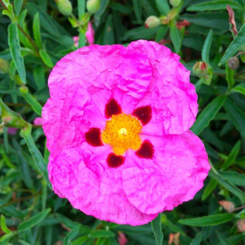 Ciste pourpre (Cistus purpureus) - Godet - Taille 20/40cm - Pépinières Naudet - Imagen 1