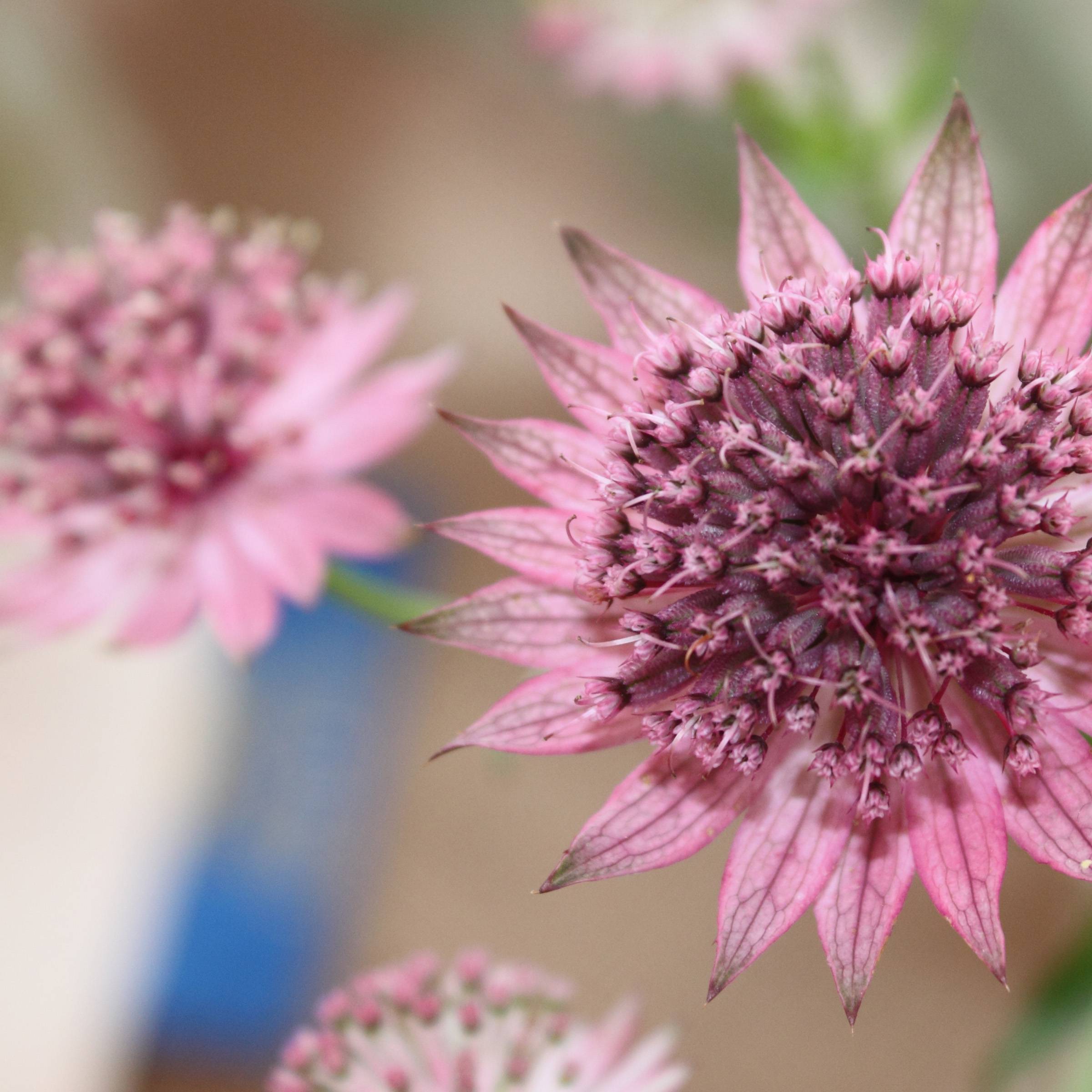 Astrance - Astrantia major Rubra Godet de 8/9 cm