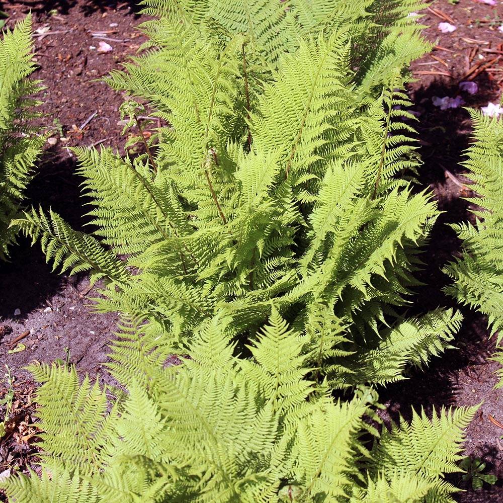 Athyrium filix-femina Rotstiel - Fougère femelle Godet de 8/9 cm