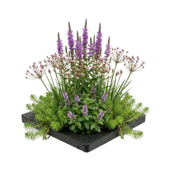0 - Île de Plantes Anti-Moustiques - 4 Plantes Aquatiques avec Accessoires - Image 1