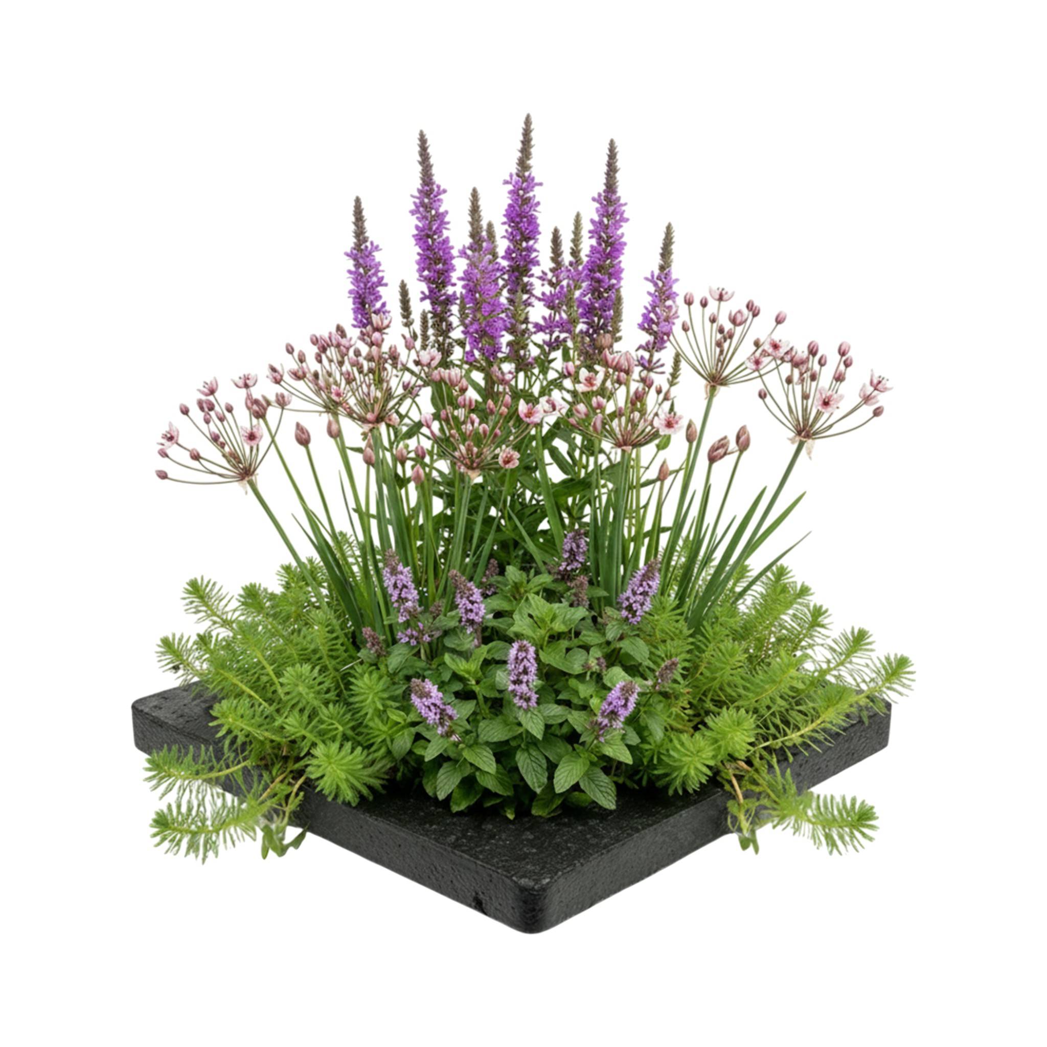 0 - Île de Plantes Anti-Moustiques - 4 Plantes Aquatiques avec Accessoires