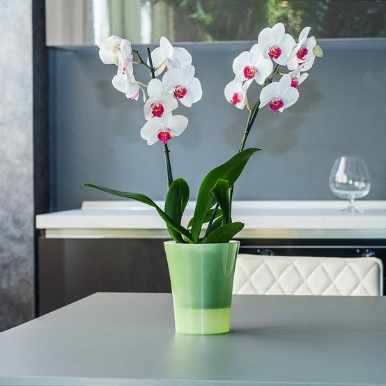 Pots clairs d'orchidées avec trous et coupelles pour le rempotage, 8 paquets de pots de Pots clairs d'orchidées avec trous et coupelles pour le rempotage, 8 paquets de pots de