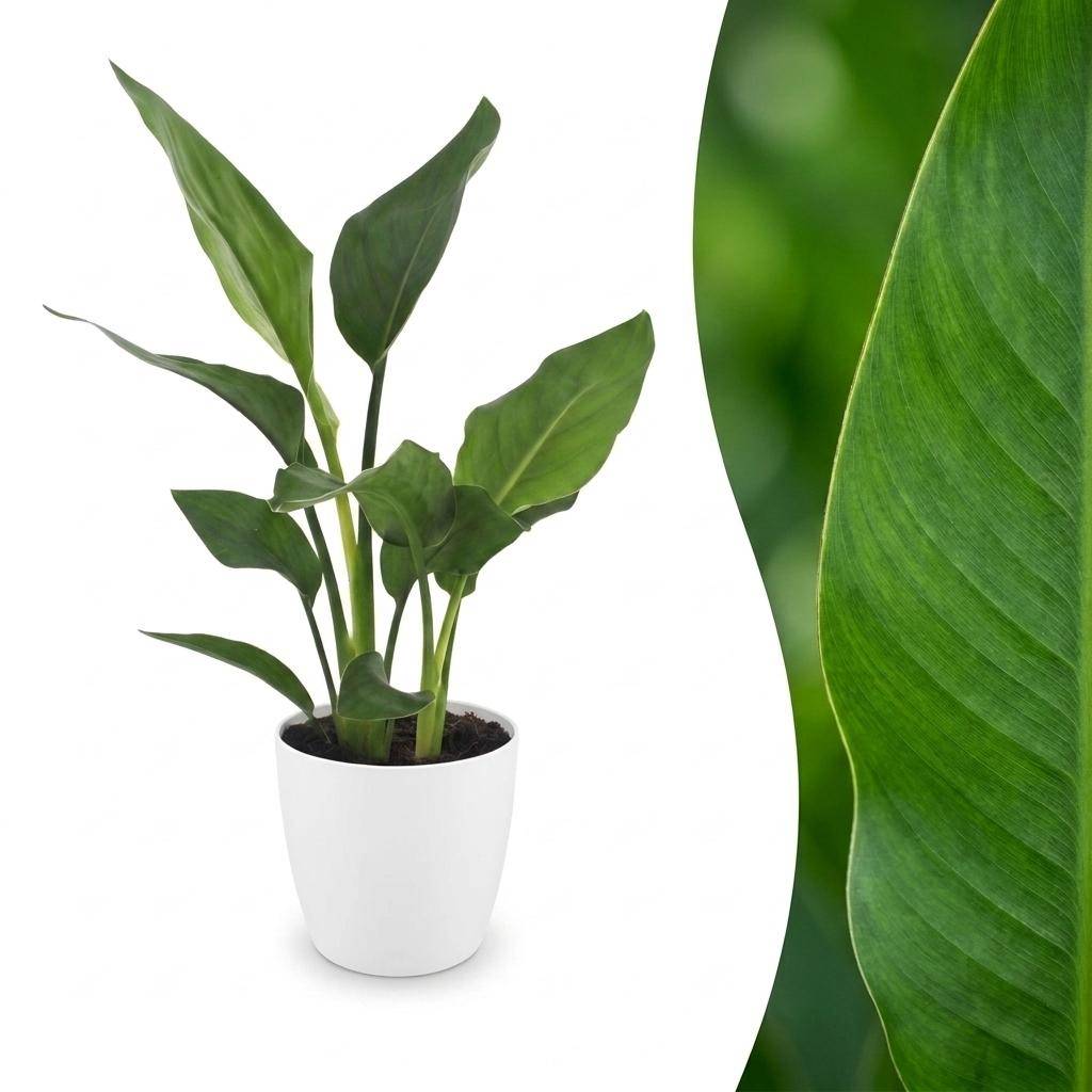 Strelitzia Reginea - Oiseau de paradis - Pot de 12cm - Plantes d'intérieur - Image 1