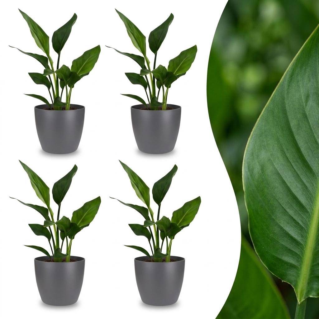 Strelitzia Reginea - Oiseau de paradis - Pot de 12cm - Plantes d'intérieur - Image 9