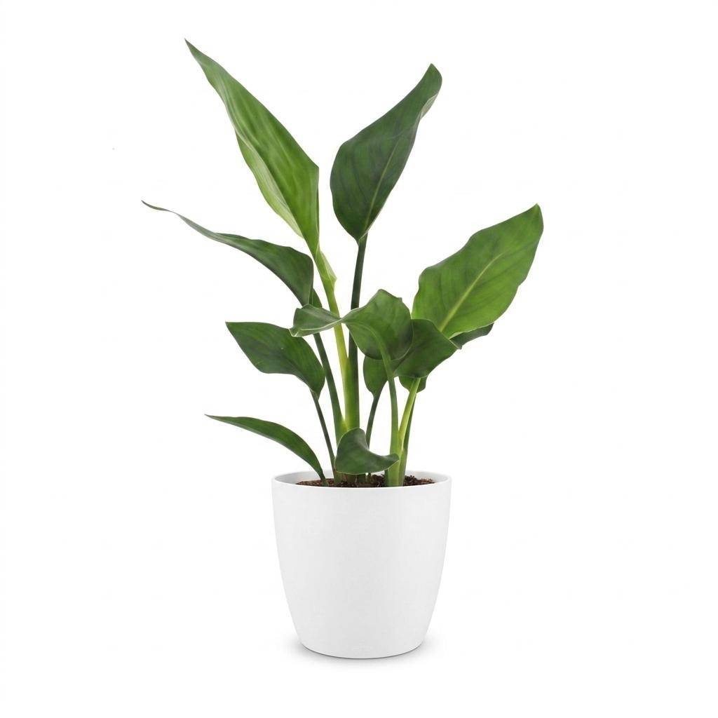Strelitzia Reginea - Oiseau de paradis - Pot de 12cm - Plantes d'intérieur - Image 2