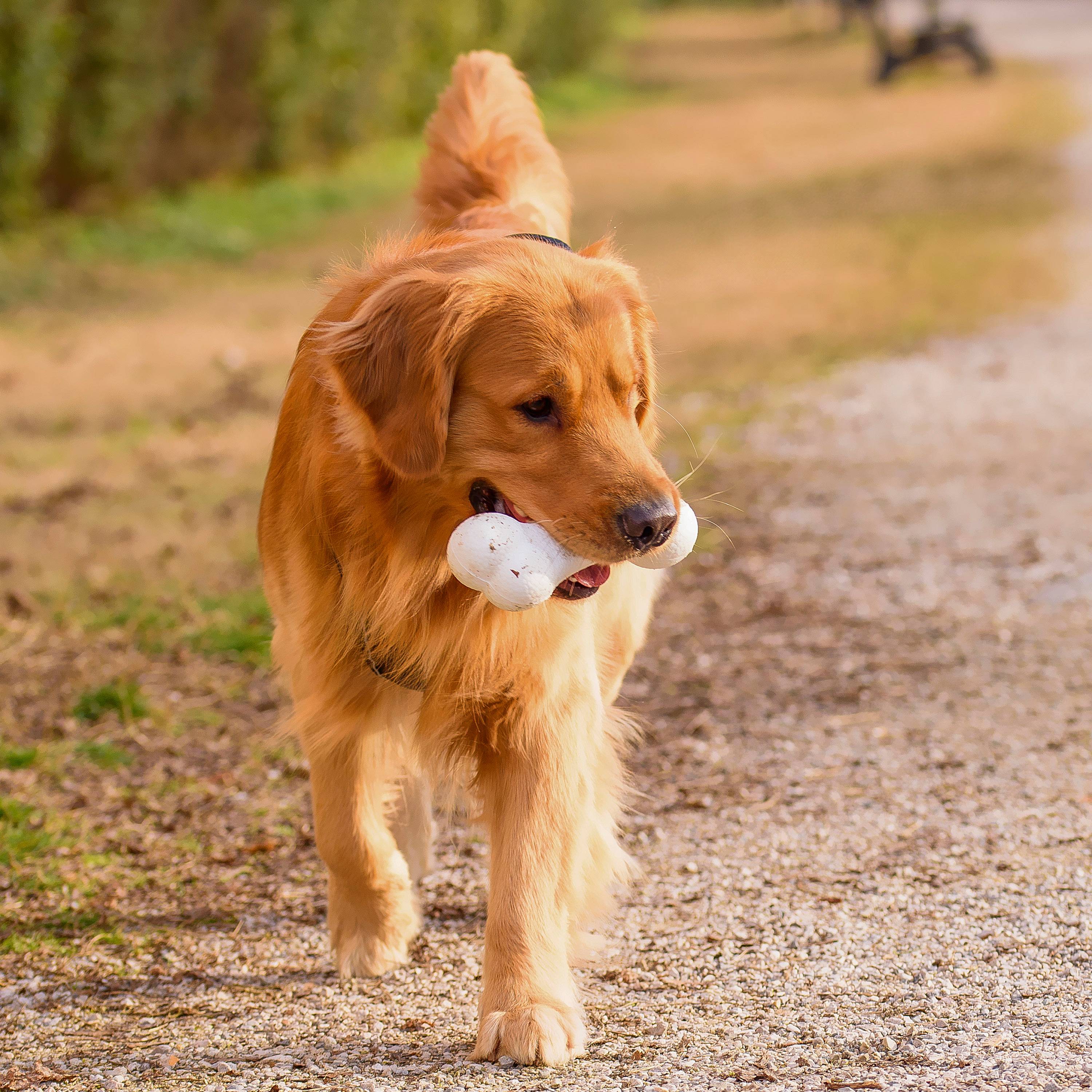 Ferplast - Ferplast Jouet Chien, Os pour chien, en Matériau Durable, Non Toxique, Résistante aux Morsures, Hygiene Dentaire, Rebondissant et Flottant, CHEWA - Imagen 5