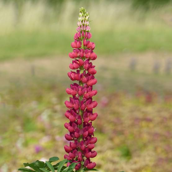 Graines de Lupin vivace de Russel Mon Château rouge - Lupinus polyphyllus le sachet de 60 graines environ (1,5g)