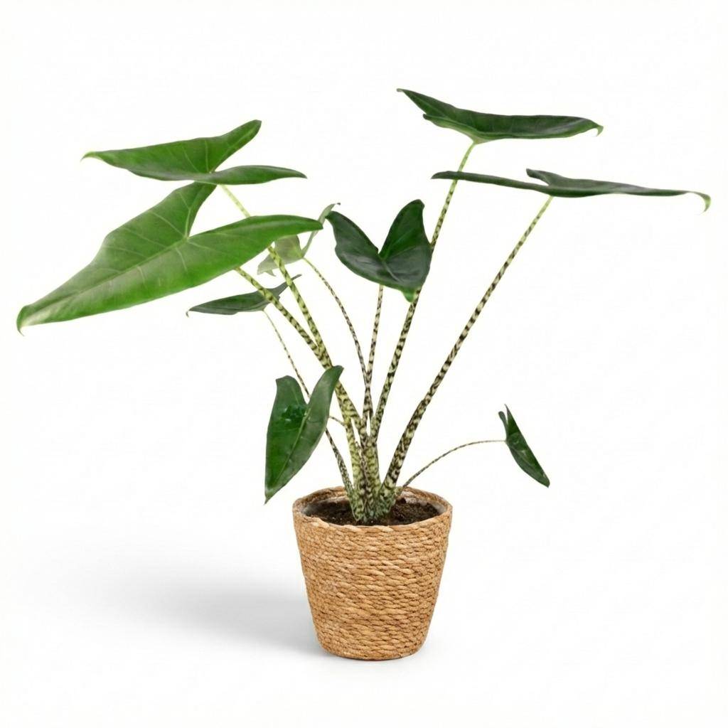 La Green Touch - Alocasia zebrina - Oreille d'éléphant - Panier en jonc de mer inclus - Pot Ø21 cm, H 75 cm - Image 1