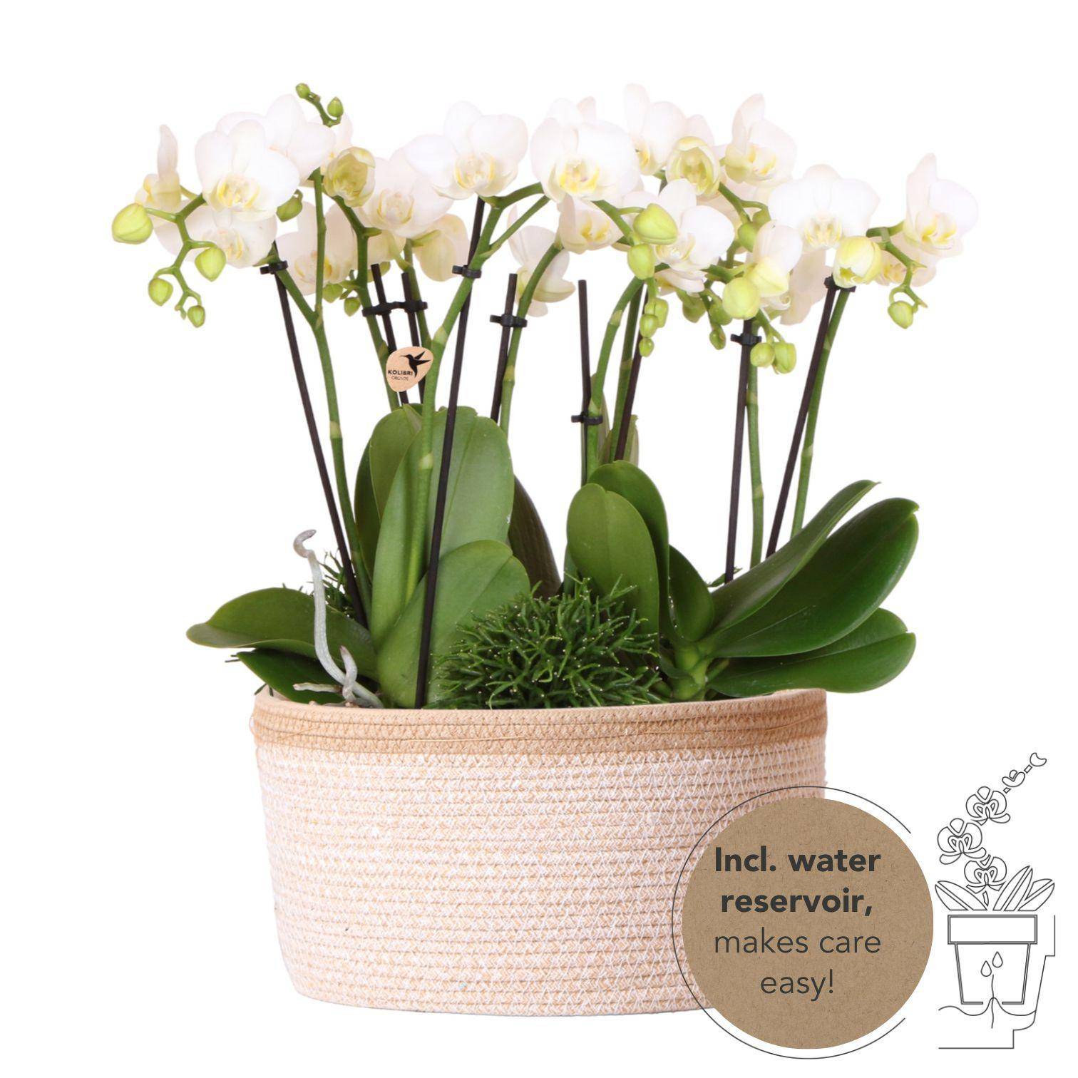 La Green Touch - Orchidées blanches en panier de coton avec réservoir d'eau 35cm - Plante d'intérieur- La Green Touch - Imagen 1