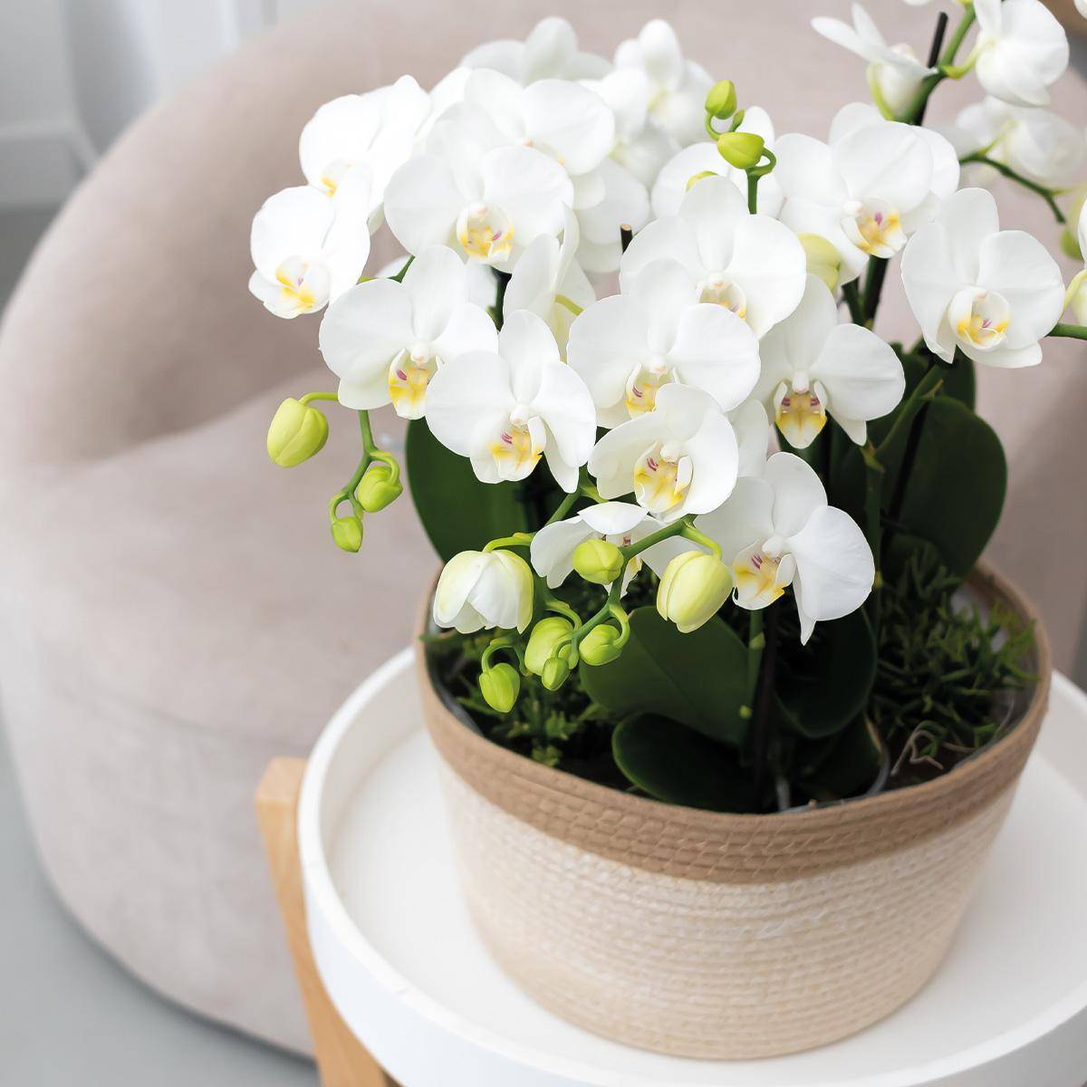 La Green Touch - Orchidées blanches en panier de coton avec réservoir d'eau 35cm - Plante d'intérieur- La Green Touch - Imagen 5