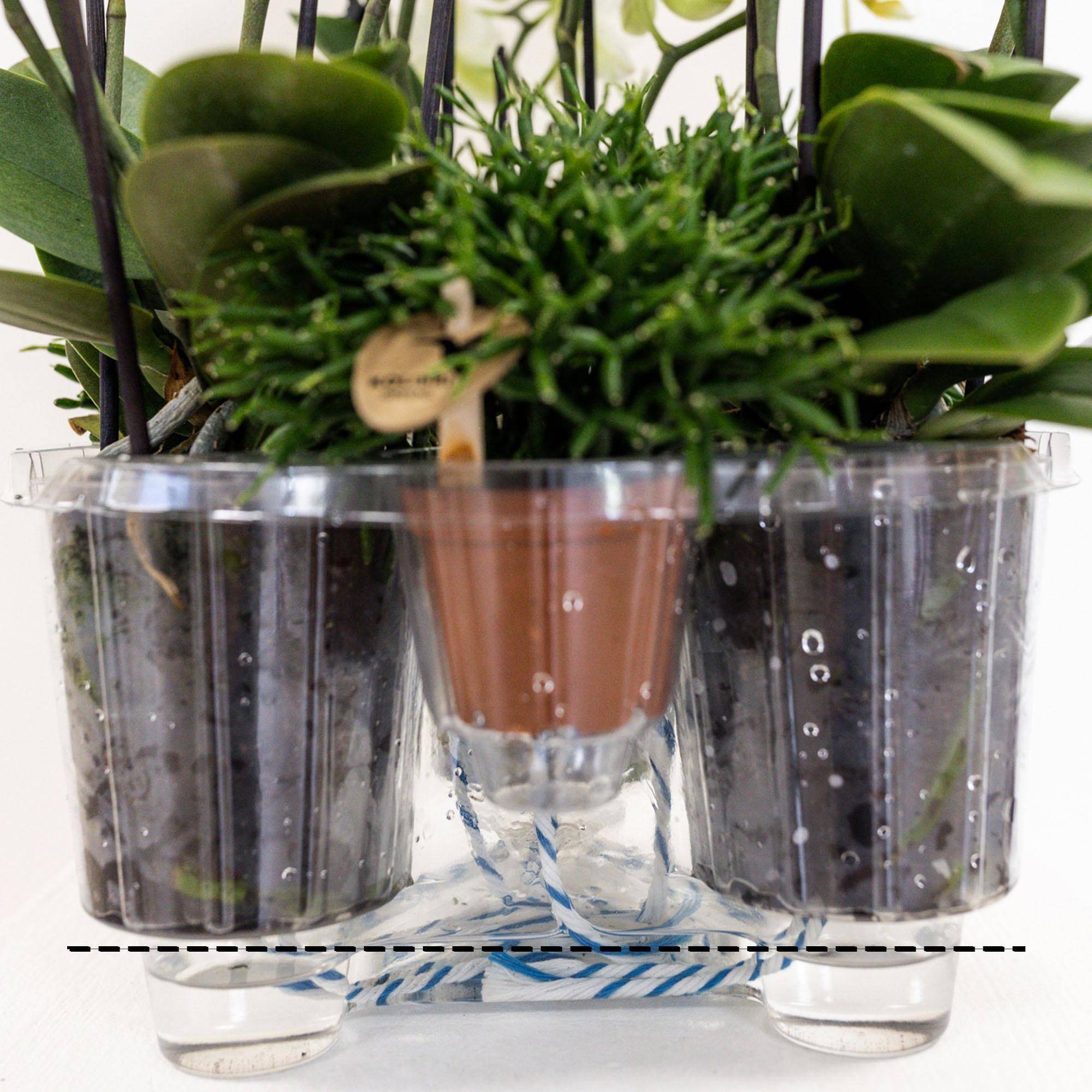 La Green Touch - Orchidées blanches en panier de coton avec réservoir d'eau 35cm - Plante d'intérieur- La Green Touch - Imagen 7