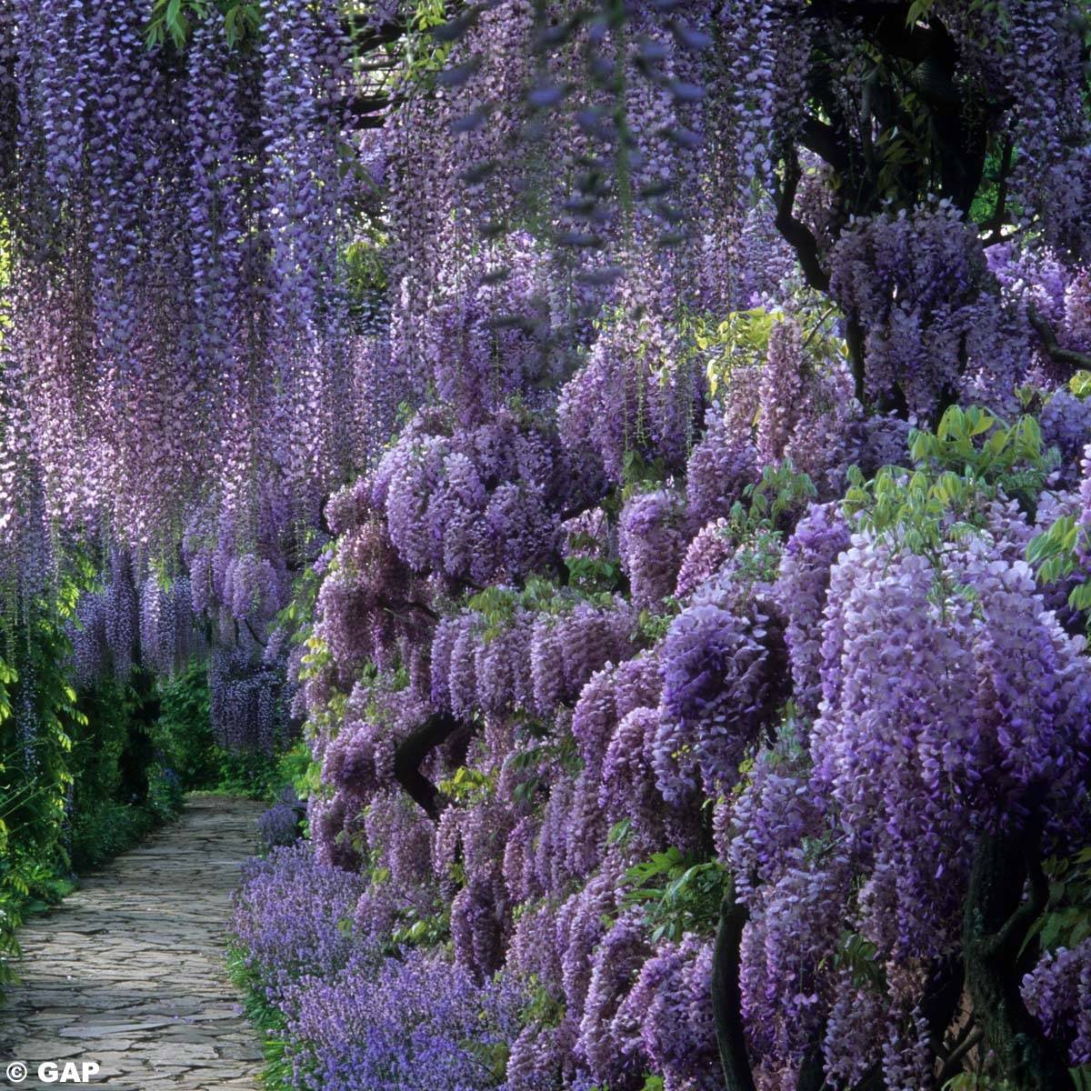 Promesse de Fleurs - Glycine de Chine - Wisteria sinensis Pot de 2L/3L, Plant greffé de + de 18 mois